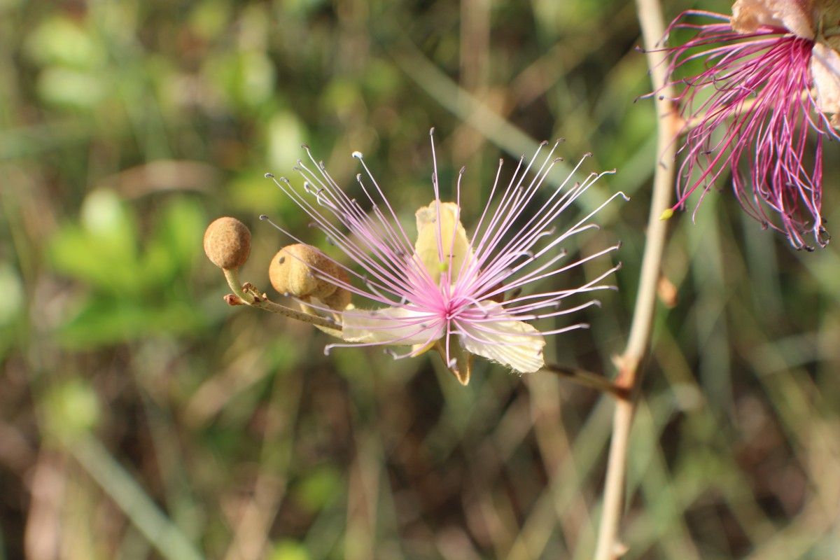 Capparis zeylanica L.